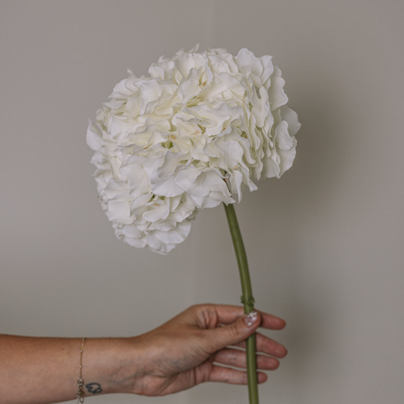 Close up of White Faux Hydrangea Stem.