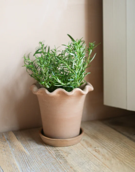 Frilly terracotta plant pot with herb inside on wooden surface.