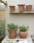 Frilly terracotta plant pot set in greenhouse.