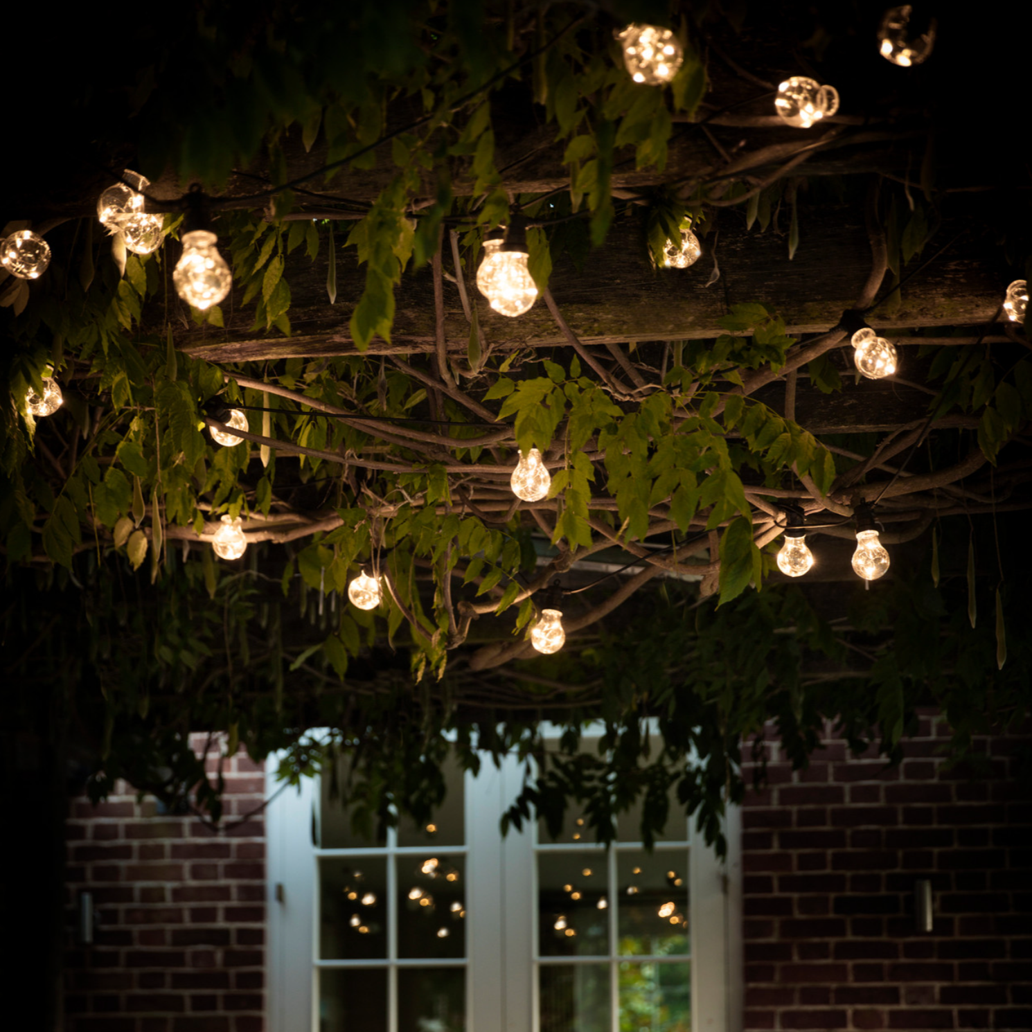 Classic Festoon Lights  in a pergola with plants.