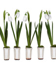 Set of 5 faux snowdrops in off white ceramic plant pots.