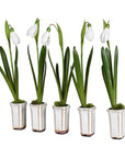 Set of 5 faux snowdrops in off white ceramic plant pots