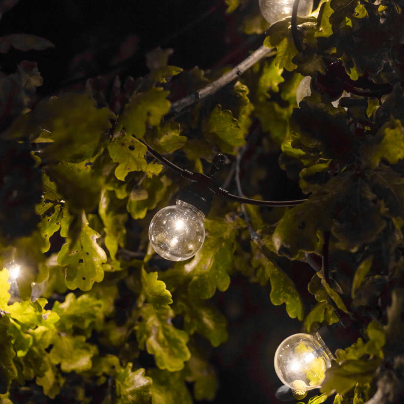 Globe shaped festoon lights in tree amongst leaves in a tree