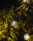 Globe shaped festoon lights in tree amongst leaves in a tree