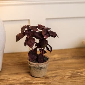 Natural look faux basil plant in a clay pot on wooden console.