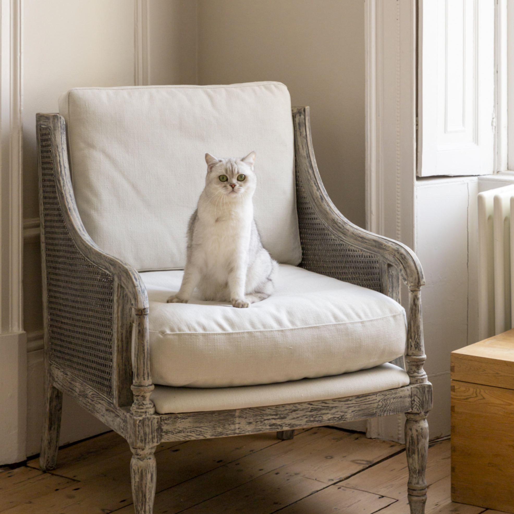  Vintage Rattan Chair with fluffy white cat.