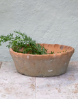 Terracotta Planter with rosemary and a  Pie Crust Rim 