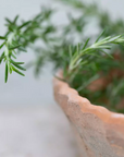 Terracotta Planter with a Pie Crust Rim 