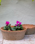 Terracotta Planter with purple flowers and Pie Crust Rim 