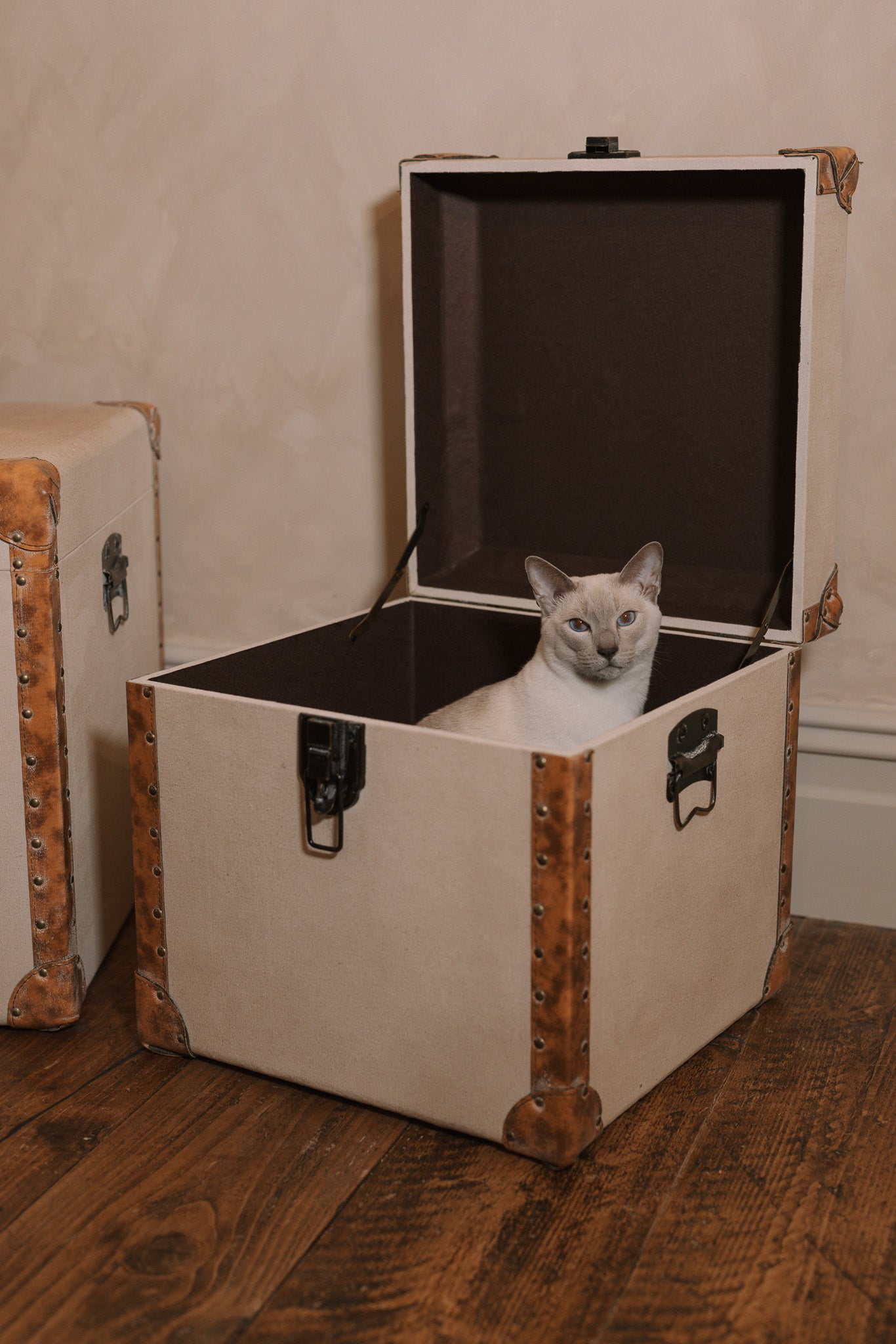 A linen storage trunk with a beautiful siamese cat.